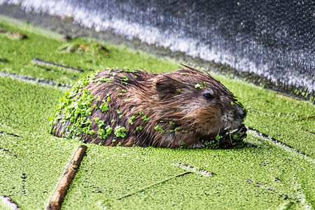 A muskrat from the side covered in green duckweedの写真素材