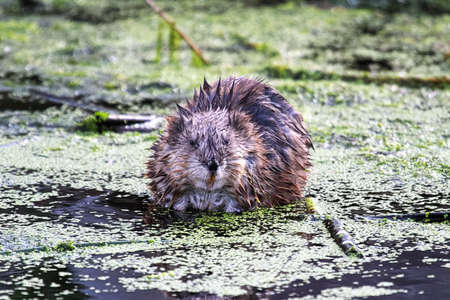 A muskrat looking straight ahead as it sits in waterの写真素材