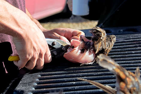Cleaning wild chickens on the back of a truck