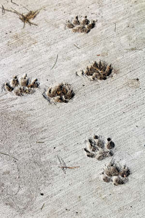 Dog foot prints in dried cement.の写真素材