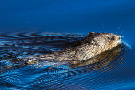 A muskrat swimming in vibrant blue waterの写真素材