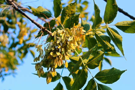 Closeup of samara on a Green ash tree in the summer.