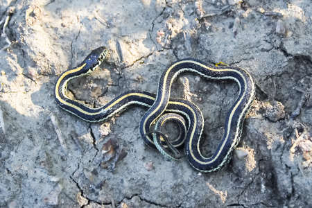 A young garter snake basking on cracked muddy groundの写真素材