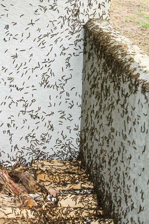 Tent caterpillars climb over wood piles and a houseの写真素材