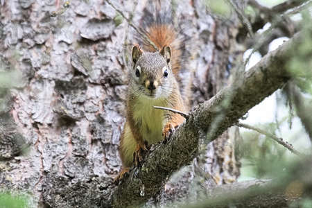 A Squirrel on a spruce tree branch looking directly at the camera