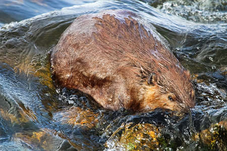 The view of a beaver partically submerged in waterの写真素材