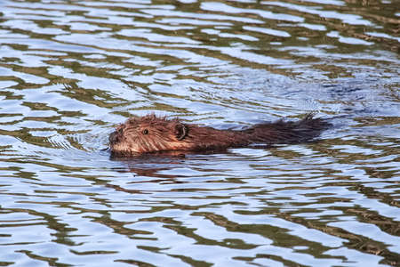 A young beaver kit swimming in wavy water