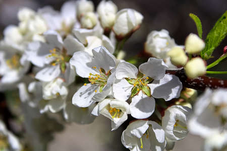 The closeup view of plum blossoms in the spring