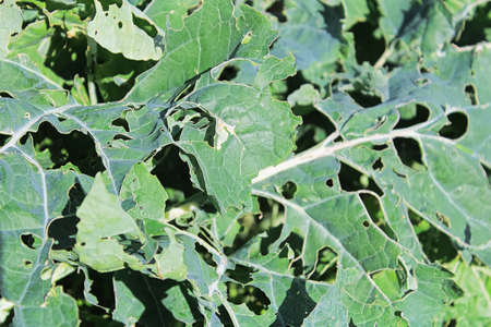 Cabbage Moth damage seen on broccoli leaves