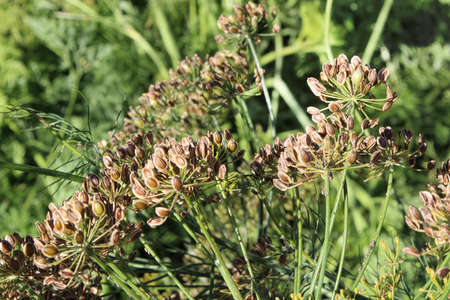 Ripe dill seed clusters still on the plant
