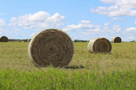 Closeup of a hay bail circular pattern