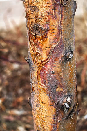 Closeup of a sun scald damage on a tree trunkの写真素材