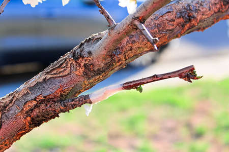 A taped graft on a tree starting to bud