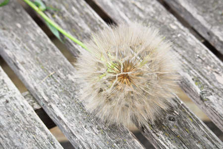 The seed head of a large weed - tragopogon