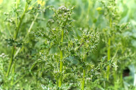 Closeup of the stems and leaves of Canada Thistleの写真素材