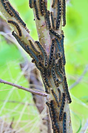 A group of tent caterpillars crawl on a small tree trunk