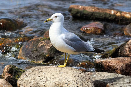 A ring-billed gull standing on rocks by flowing waterの写真素材