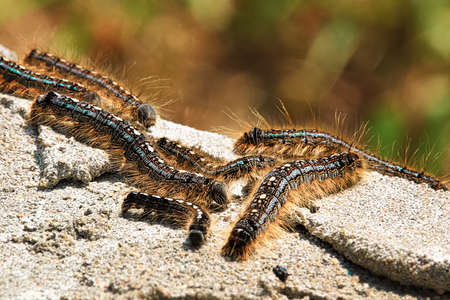 Closeup of forest tent caterpillars crawling over cement