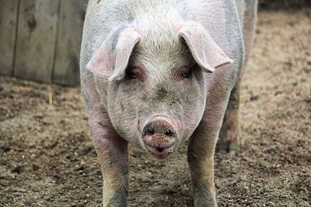 Portrait of a pink pig looking forward