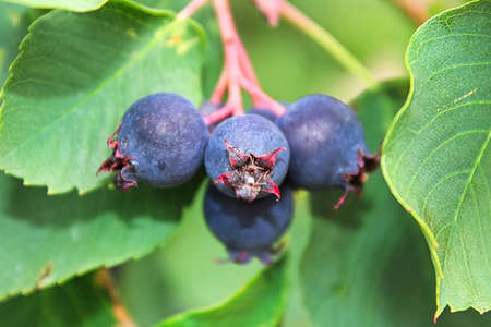 A closeup view of ripe saskatoon berries