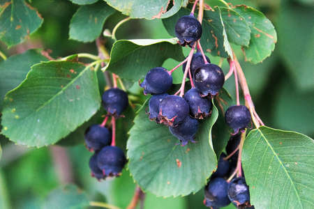 Clusters of ripe saskatoon serviceberries hanging in summerの写真素材