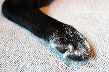 The back leg of a dog with its nails recently clipped