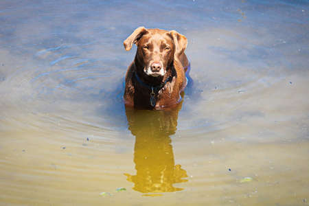 A brown dog stands in water up to its chest waiting for a stick to be thrownの写真素材