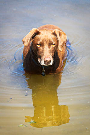 A brown dog stands in water up to its chest waiting for a stick to be thrownの写真素材