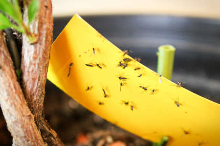 Closeup of fungus gnats being stuck to yellow sticky tapeの写真素材