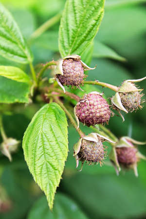 Closeup of unripe hairy raspberries and leavesの写真素材