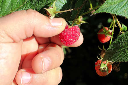 A hand picking a ripe raspberry from the caneの写真素材