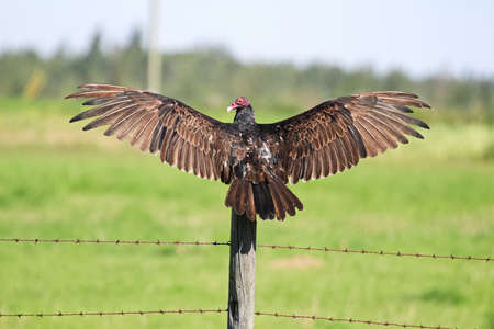 A wild turkey buzzard spreads its wings while sitting on a postの写真素材