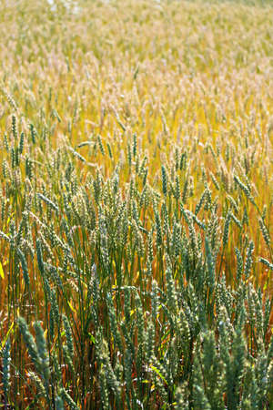A vertical background of ripening wheat in various stages of colorの写真素材