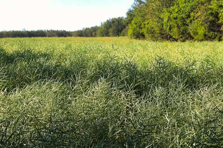 A green field of rapeseed plants with treesの写真素材
