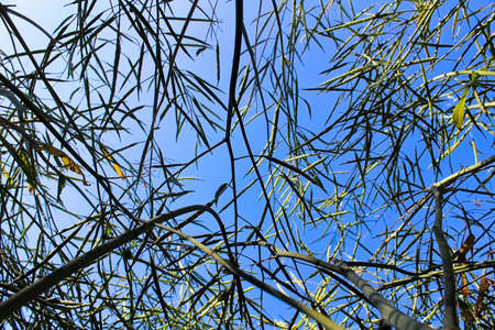 Looking upwards through green canola with a blue sky