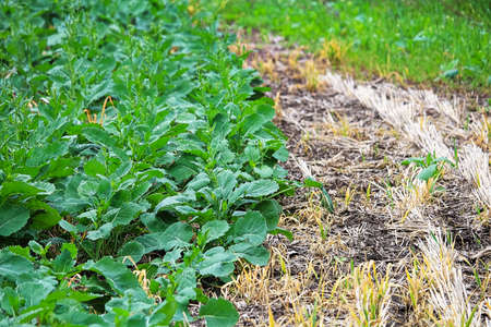 The edge of a canola field in springの写真素材