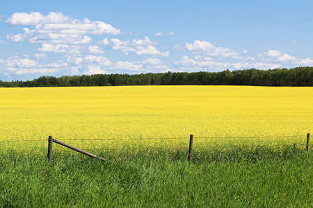 View of fence and a yellow canola field against a blue skyの写真素材