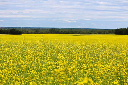 View of a canola field in full bloom with a cloudy sky