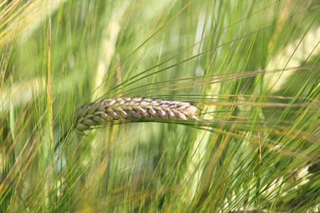 A macro view of a single green barley headの写真素材