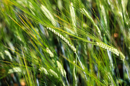 A detailed background of green barely heads.