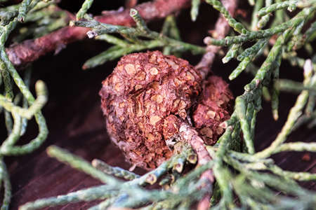 Closeup of Juniper Hawthorn Rust on Cedar