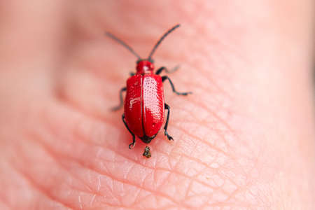 A lily beetle excrementing on a hand