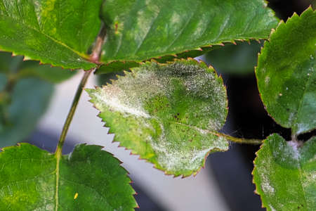 Closeup of a leaf covered in powdery mildewの写真素材