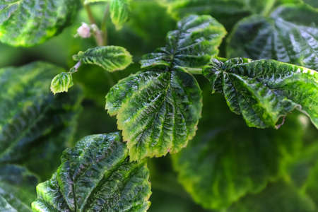 Varigated raspberry leaves infected by Bushy Drawf Virusの写真素材