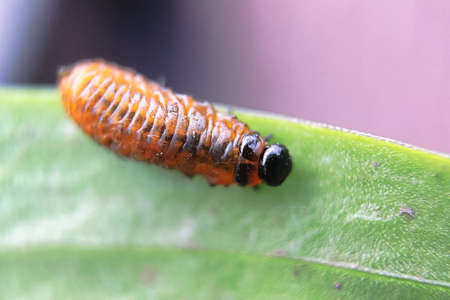 Top view of a lily beetle larvae