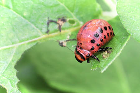 Ckoseup of a Potatoe Beetle Larave on a green background
