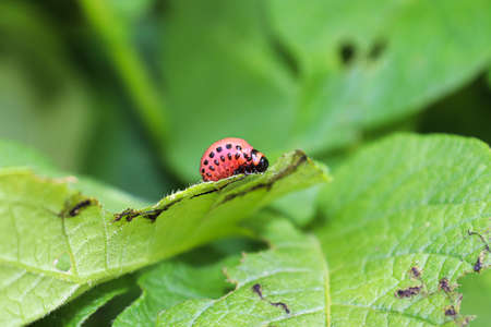 A Potato Beetle larva feeding on a plant leaf