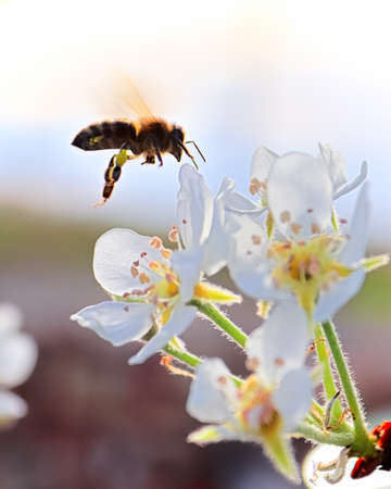 Side silhouette of a bee flying to a pear blossom