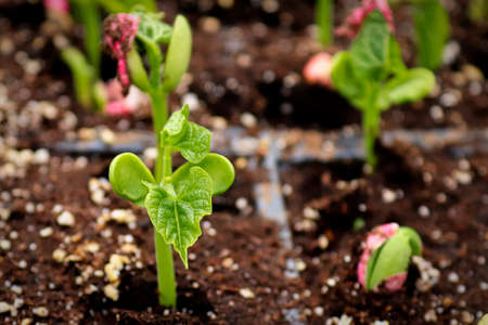 Young roma beans sprouting in growing traysの写真素材