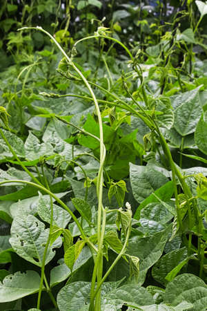 A row of beans with vines growing upward